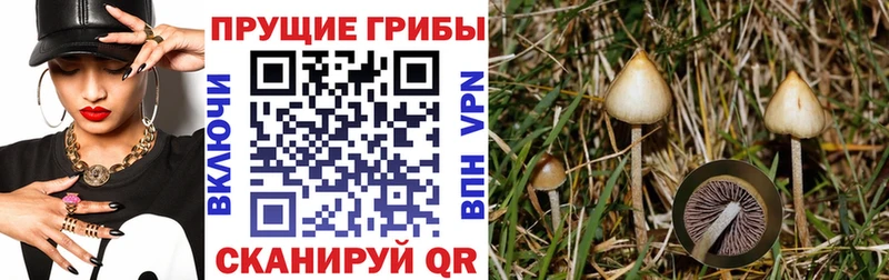 Псилоцибиновые грибы Psilocybine cubensis  Краснотурьинск 